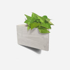 Wall Planter